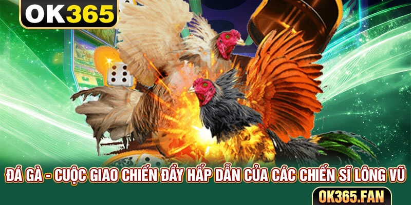 Đá Gà - Cuộc Giao Chiến Đầy Hấp Dẫn Của Các Chiến Sĩ Lông Vũ